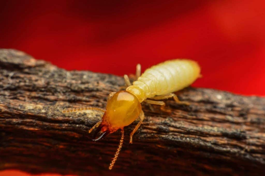 6 Termite Control Natural Methods to Eradicate the Pest ...