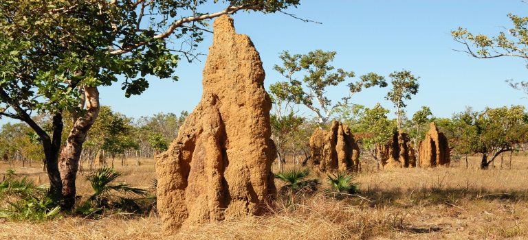 What Are Termite Mounds? And Why Should You Care?